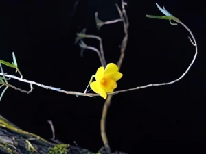 Bild von Dendrobium hancockii 2